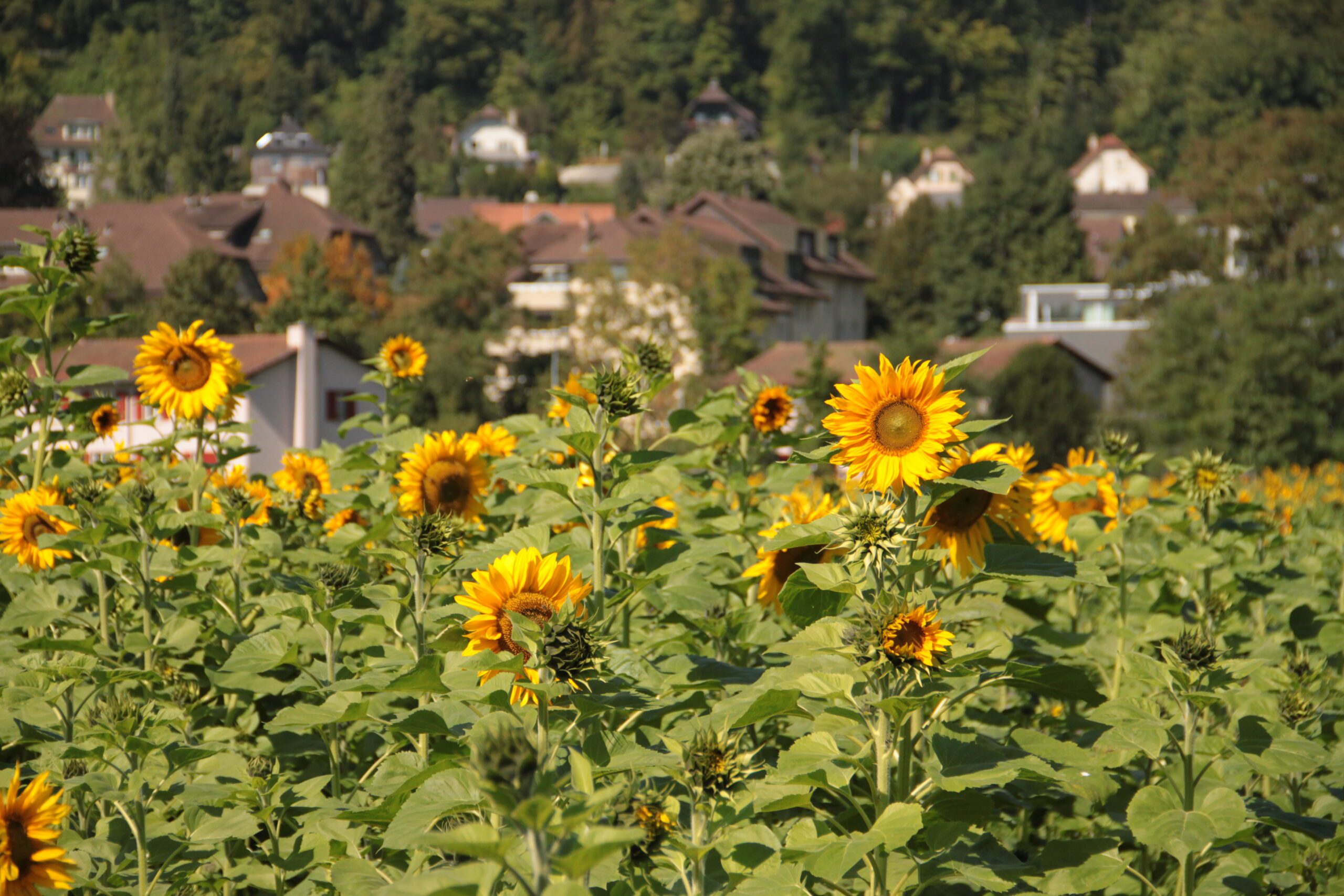 Sonnenblumen